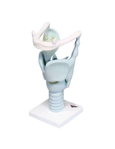 3B Scientific, functional model of larynx, enlarged 3 times VC219