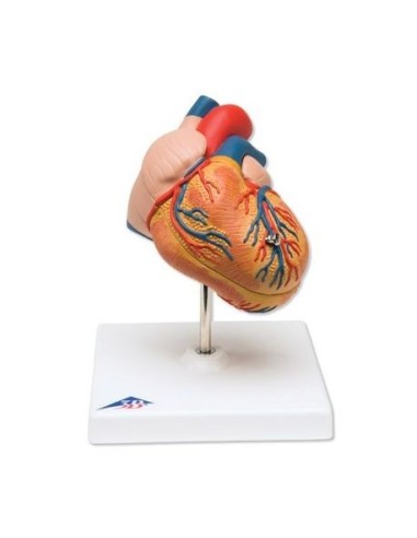 3B Científico, corazón, modelo clásico con hipertrofia ventricular izquierda, 2 piezas G04