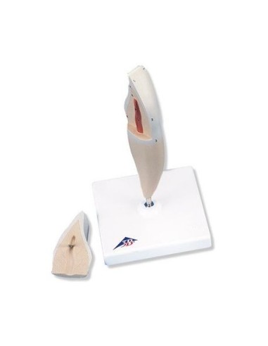 3B Scientific, lower incisor tooth model, in two parts D10/1