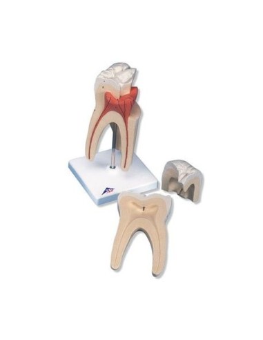 3B Scientific, three-root upper molar tooth model, in three parts D10/5