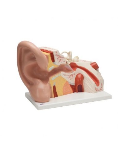 3B Scientific, giant human ear model, magnified 5 times, decomposable into 3 parts VJ513