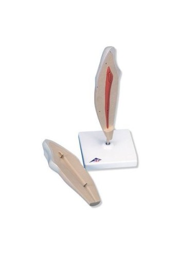 3B Scientific, lower canine tooth model, in two parts D10/2