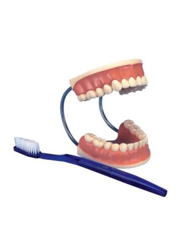 3B Scientific, giant D16 dental care model, magnified 3 times