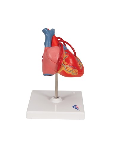 3B Scientific, Heart, classic model, with bypass, decomposable into 2 parts G05