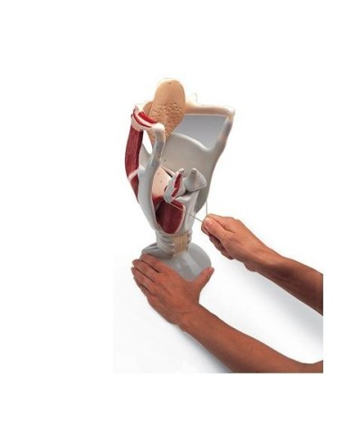 3B Scientific, functional anatomical model of larynx: W42503