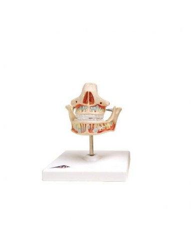 3B Scientific, functional anatomical model of adult dentition VE281