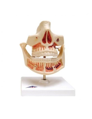 3B Scientific, functional anatomical model of milk teeth VE282