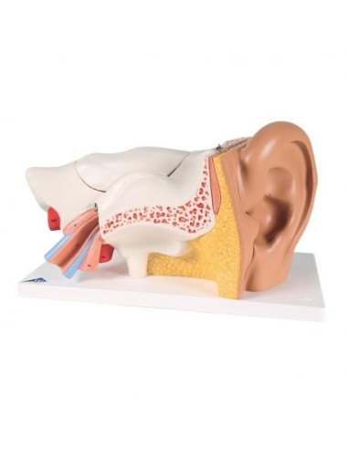 3B Scientific, anatomical model of ear, enlarged 3 times, in 6 parts E11