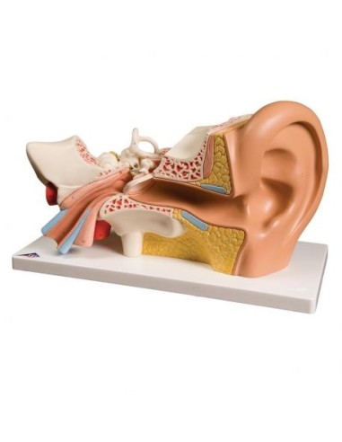 3B Scientific, anatomical model of ear, enlarged 3 times, in 4 parts E10