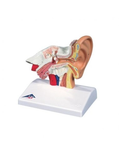 3B Scientific, modello anatomico di orecchio da scrivania, ingrandito 1,5 volte, E12