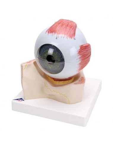 3B Scientific, anatomical eye model, magnified 5 times, in 7 parts F11