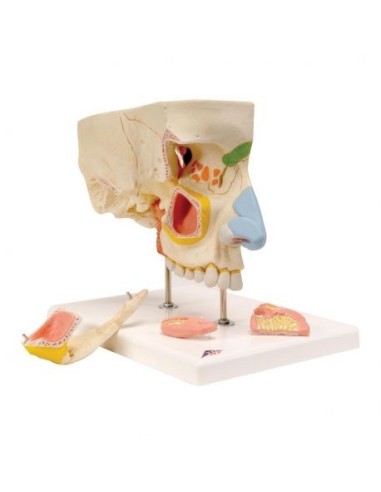 3B Scientific, anatomisches Modell der Nase mit Nasennebenhöhlen, in 5 Teilen, E20