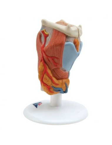 3B Scientific, anatomical model of larynx, in 2 parts G22