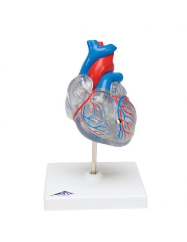 3B Scientific, heart, classic model, with conduction system, decomposable into 2 parts G08/3