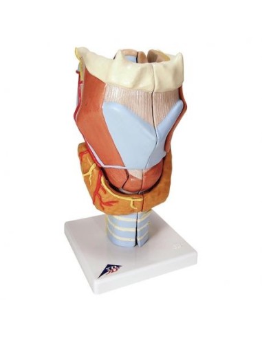 3B Scientific, anatomical model of larynx, enlarged 2 times, in 7 parts G21