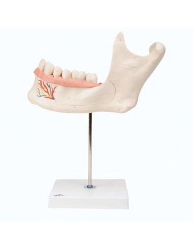 Anatomical models 3B scientific, half jaw enlarged three times decomposable into 6 parts D25