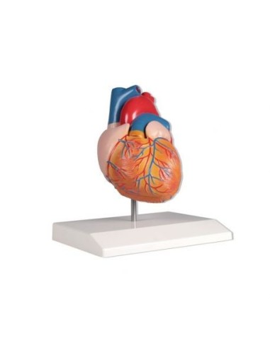 Erler Zimmer, anatomical model of heart, decomposable into 2 parts G310