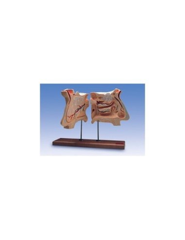 Nose and olfactory organ, magnified 4 times, anatomical model 3B Scientific W42506