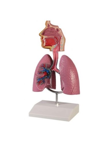 Erler Zimmer, didactic anatomical model of respiratory system, halved scale G216