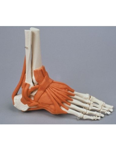 Erler Zimmer, functional anatomical model of foot skeleton with ligaments 6058