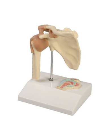 Erler Zimmer, anatomical model of shoulder joint with ligaments 4520