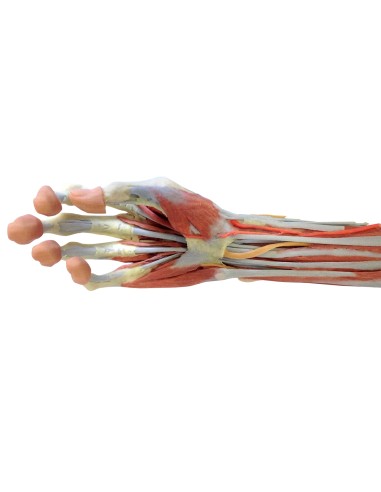 Deep dissection of the upper limb and hand - Erler Zimmer 3D anatomy Series MP1513