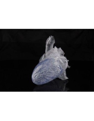 Erler Zimmer, transparent anatomical model of a real human heart R50220