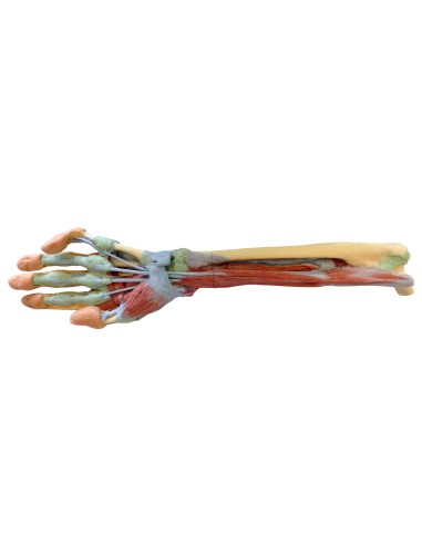 Dissezione profonda dell'avambraccio e della mano - Erler Zimmer 3D anatomy Series MP1514