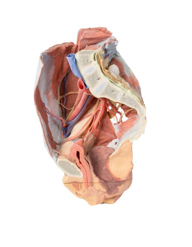 Dissection of the Female Right Pelvis - Erler Zimmer 3D anatomy Series MP1785