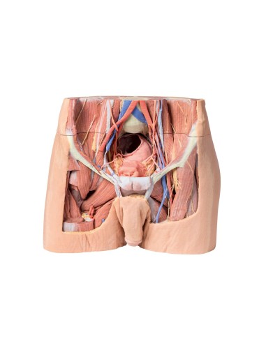 Dissection of the male pelvis - Erler Zimmer 3D anatomy Series MP1770