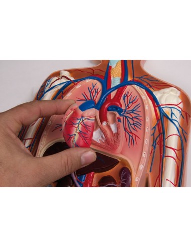 Erler zimmer G230 half-size relief model circulatory system