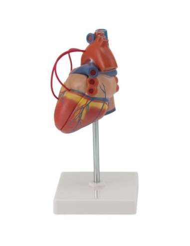 Erler Zimmer, anatomical model of heart with bypass, decomposable into 2 parts G205