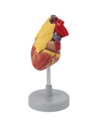 Erler Zimmer, anatomical model of heart with thymus gland decomposable into 3 parts G108