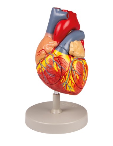 Modello anatomico di cuore, ingrandito 2 volte scomponibile in 4 parti G112