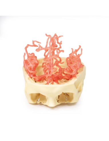 Kraniale arterielle Durchblutung - Erler Zimmer 3D Anatomie Serie MP1650