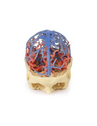 Arterial and venous circulation of the skull - Erler Zimmer 3D anatomy Series MP1640