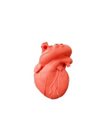 Erler Zimmer, anatomical model of heart digitized on DICOM standard, R40100