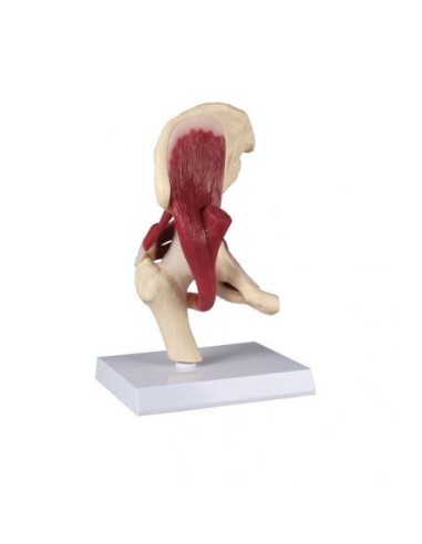 Erler Zimmer, functional anatomical model of hip joint, with muscles 4663