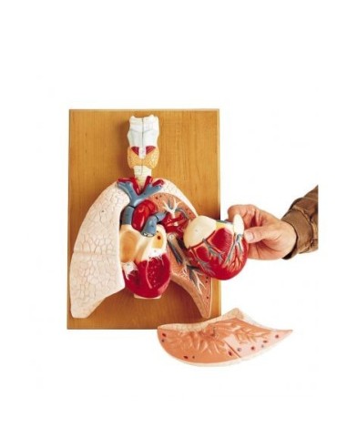 Erler Zimmer, anatomical model of the cardiorespiratory system G400