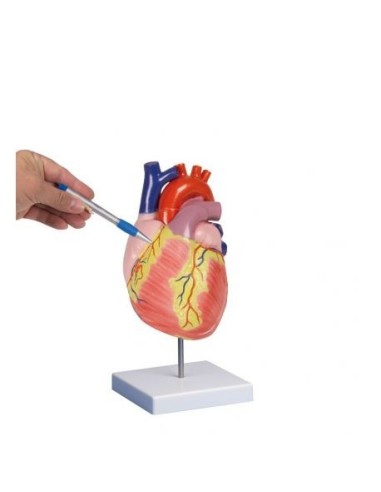 Erler Zimmer, anatomical model of the heart, enlarged twice, decomposable into 2 parts G212