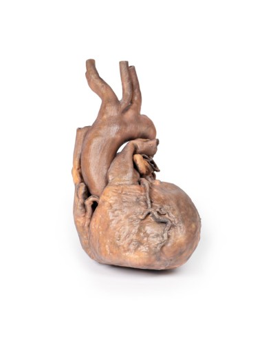 Dissection du coeur humain - Erler Zimmer 3D anatomy Series MP1123