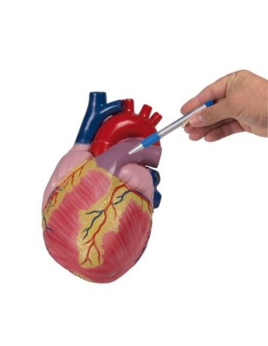 Erler Zimmer, anatomical model of the heart, three times enlarged, decomposable into 2 parts G254