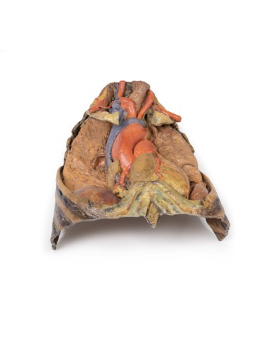 Dissection thoracique avec cœur et vaisseaux - Erler Zimmer 3D anatomy Series MP1122