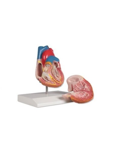 Erler Zimmer, anatomical model of heart with conduction system, decomposable into 2 parts G207