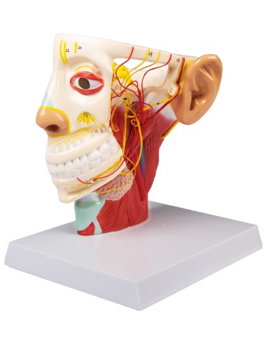 Anatomical model of nerves of the head Erler Zimmer C131