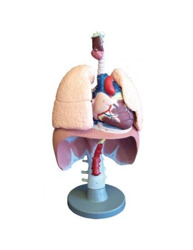 Erler Zimmer, anatomical model of organs of the respiratory system, G410