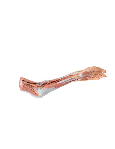 Dissection of the upper limb, elbow, forearm and hand - Erler Zimmer 3D anatomy Series MP1510