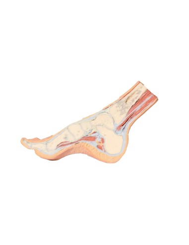 Dissection of the foot in parasagittal cross section - Erler Zimmer 3D anatomy Series MP1850