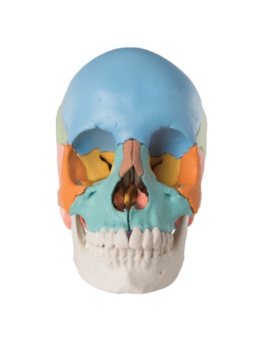 Colorful educational skull decomposable into 22 parts to study skull anatomy 3B Scientific A291