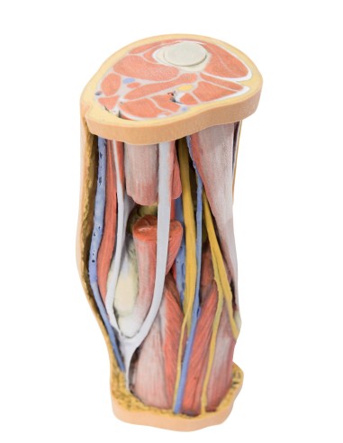 Deep Dissection of the Popliteal Fossa - Erler Zimmer 3D anatomy Series MP1830